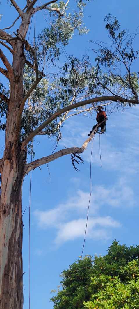 Tree Pruning