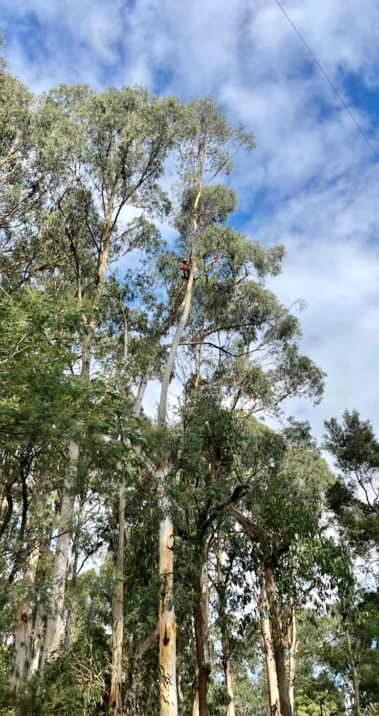 Kanga Trees arborist high in a eucalyptus tree