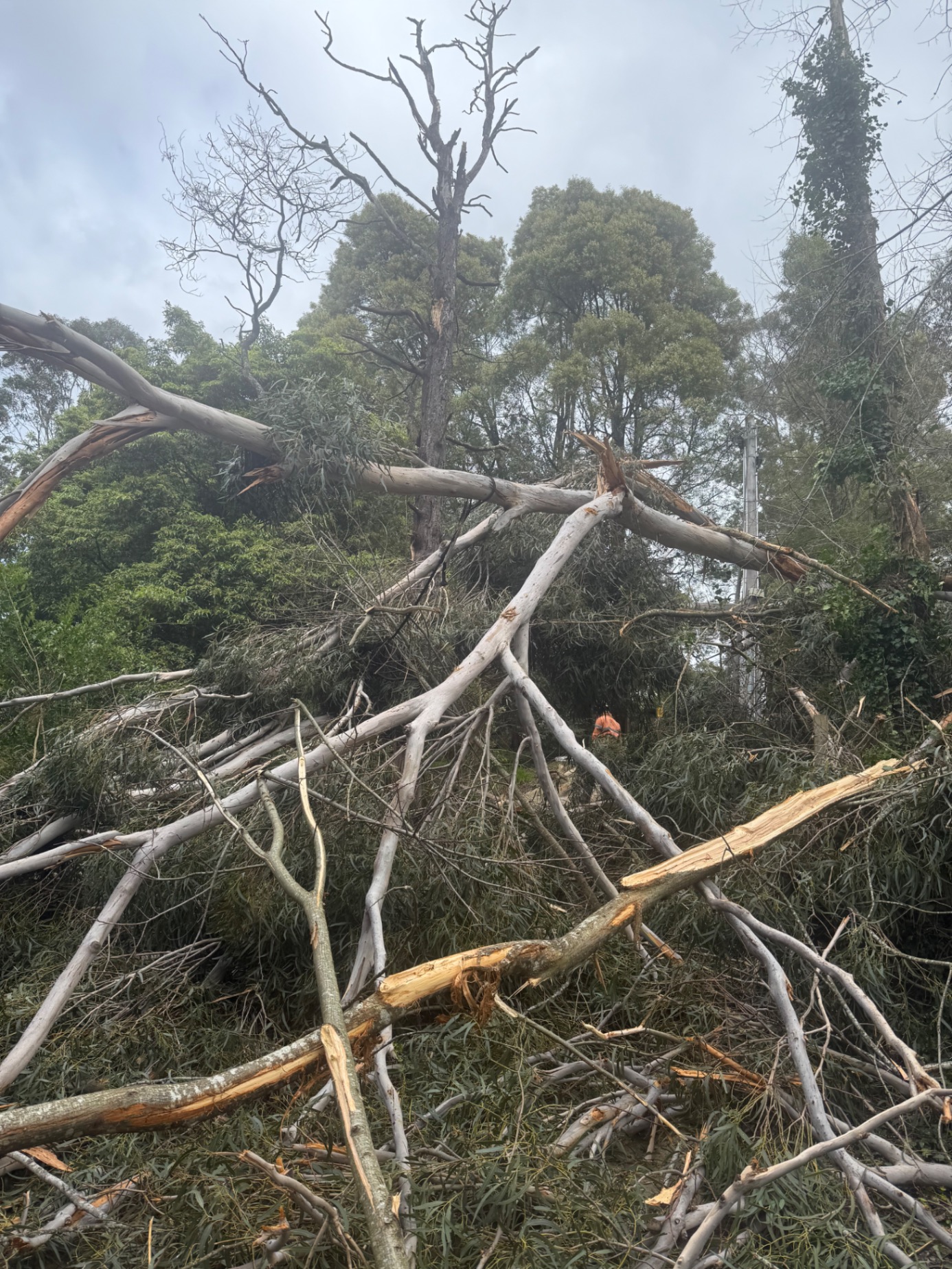 Kanga Trees arborist at work