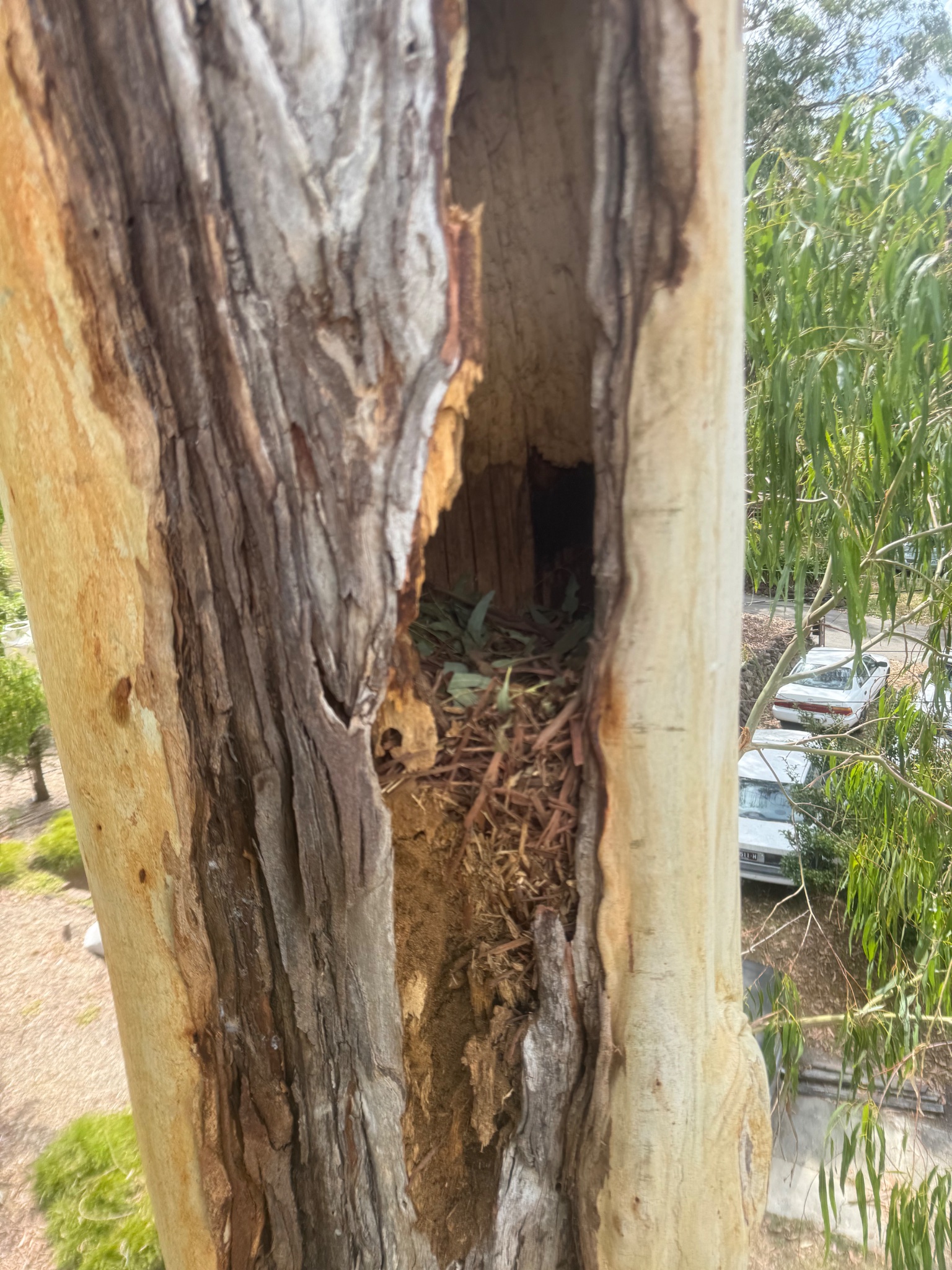 Hollow rotting eucalyptus trunk — hazardous tree requiring emergency removal