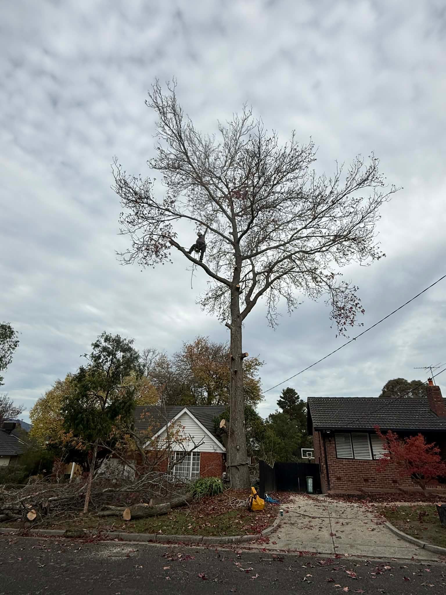 Tree Removal