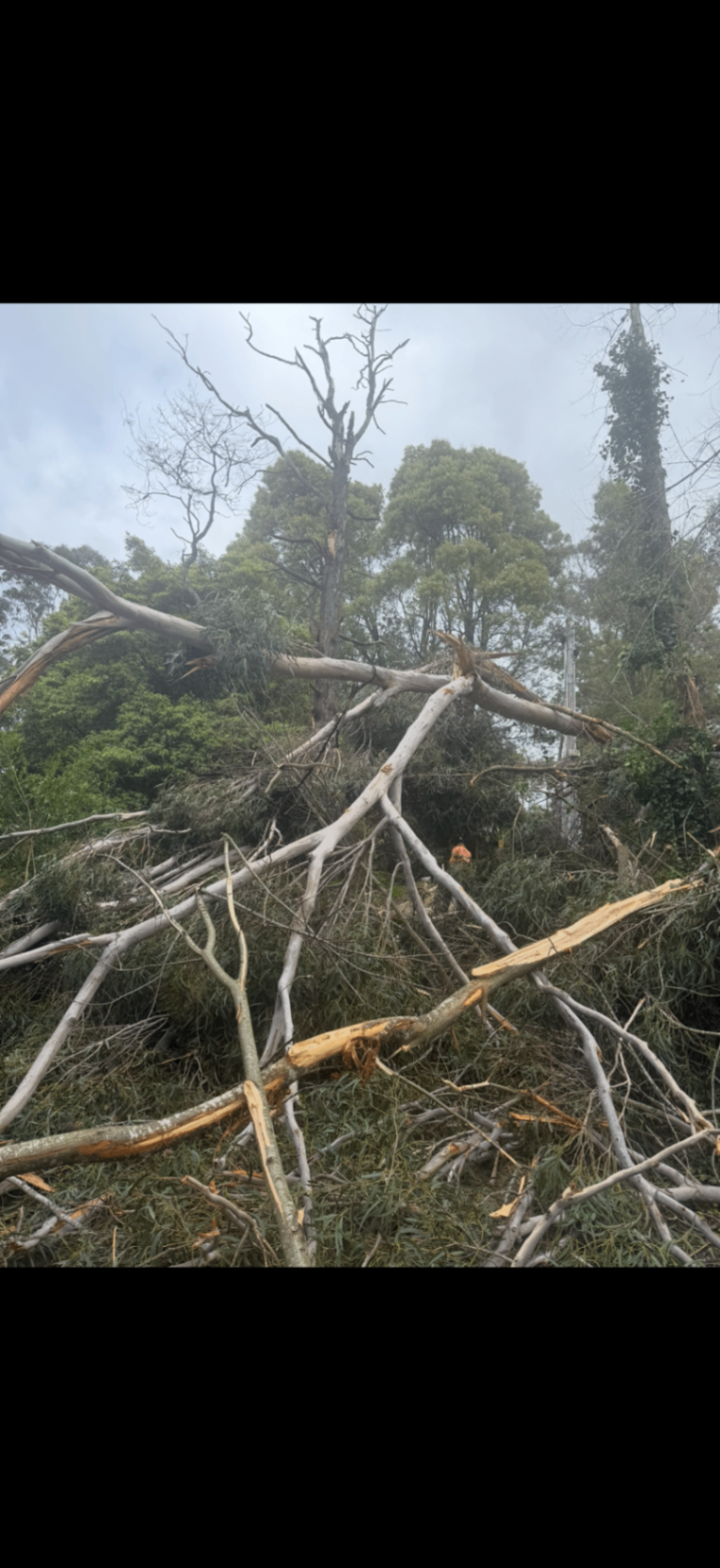 Storm damaged trees — fallen eucalyptus after Melbourne storm